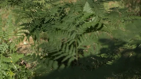 Fern in the morning forest Stock Footage 90774005