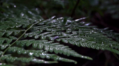 Fern in motion Video stock 39844643