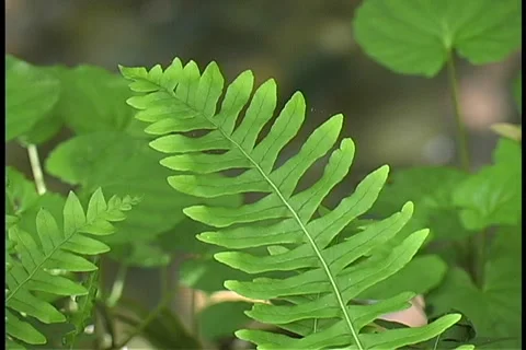 Fern on mountain creek Stockbeeldmateriaal 1004785