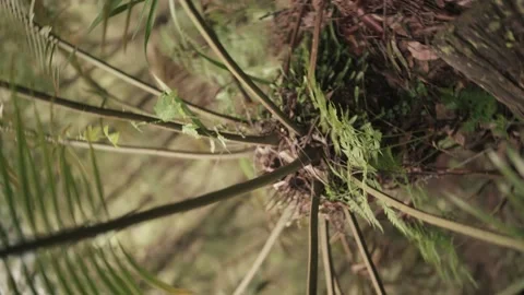 Fern in Mountain Forest - Camera Spin Out Stock Footage 145887123
