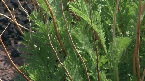 Fern moved by the wind Stock Footage 52054777