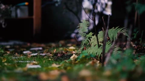 Fern is moving in the autumn wind 库存影片 139312807