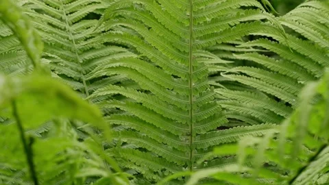 The fern is moving. Suitable for backgrounds. Fern texture. Stock Footage 155014598