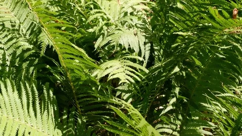 The fern is moving. Suitable for backgrounds. Nature. Stock Footage 158016671