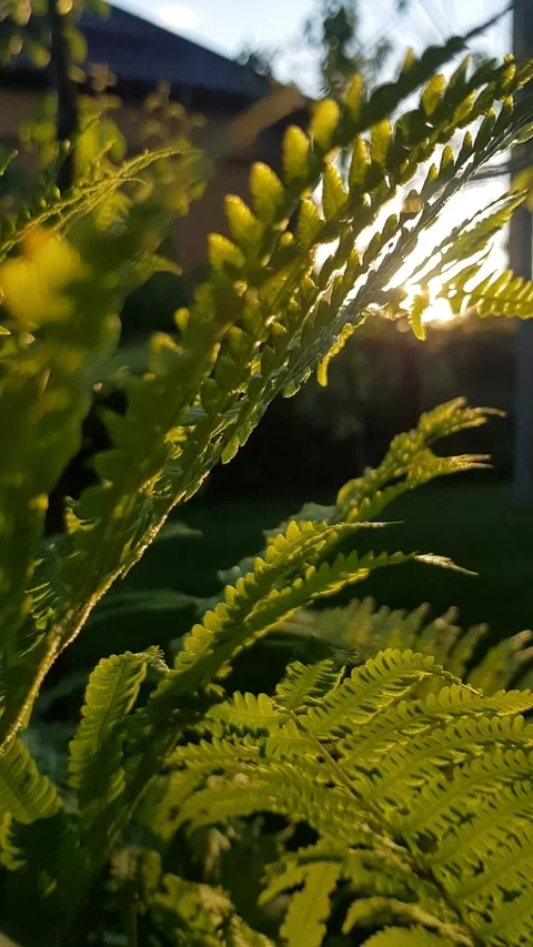 Fern Moving in Sunlight Stock Footage 296074717