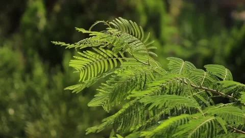 Fern is moving with the wind, the background is buttery blurry green Stock Footage 202342660