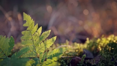 Fern moving to the wind Stock Footage 108864208