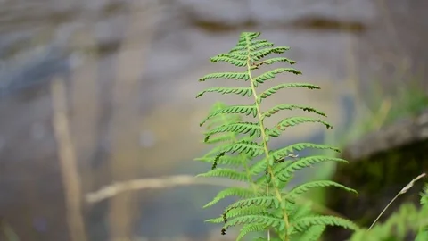 Fern moving with the wind Video stock 119520596