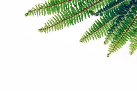 Fern natural background with empty paper card and free copy space Stock Photos