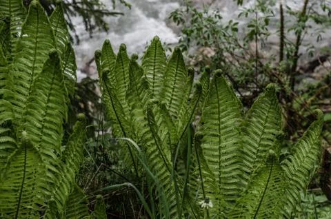 Fern nature Stock Photos