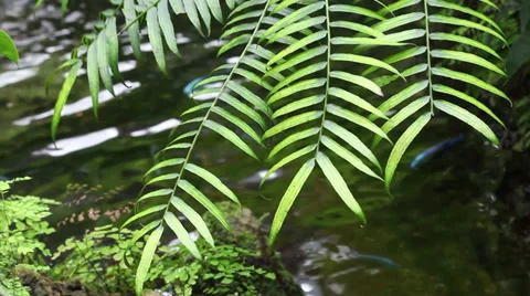 Fern near a stream Stock Footage 35195001