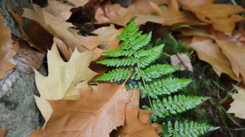 Fern with oak leaves Stock Footage 12766285