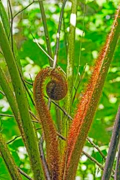 Fern Opening in the Cloud Forest Stock Photos