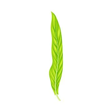 Fern or Frond Leaf with Erect Stem Vector Illustration Stock Illustration