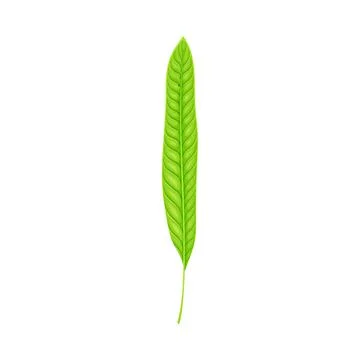 Fern or Frond Leaf with Erect Stem Vector Illustration Stock Illustration