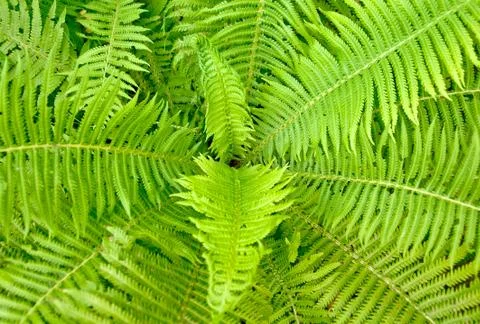 Fern ornament Stock Photos