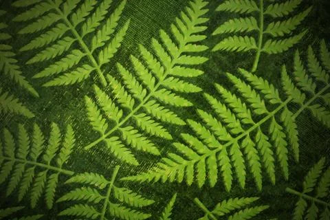 Fern paper background Stock Photos