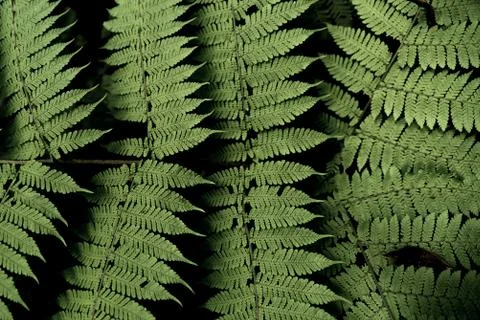 Fern pattern in the jungle. Stock Photos