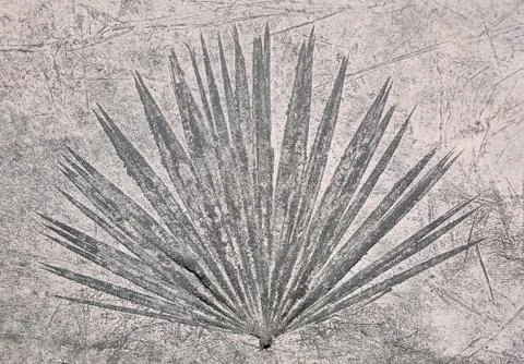 Fern pattern in pink concrete Stock Photos