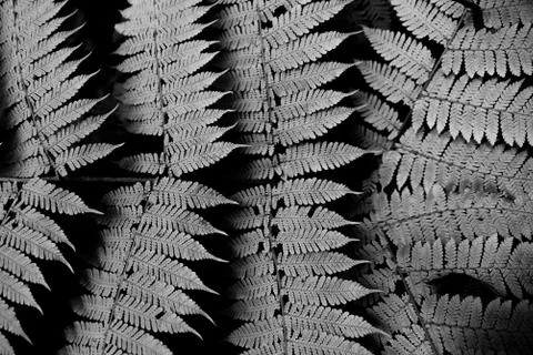 Fern patterns in the jungle. Stock Photos