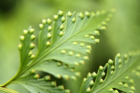Fern Stock Photos