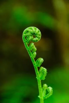 Fern Stock Photos