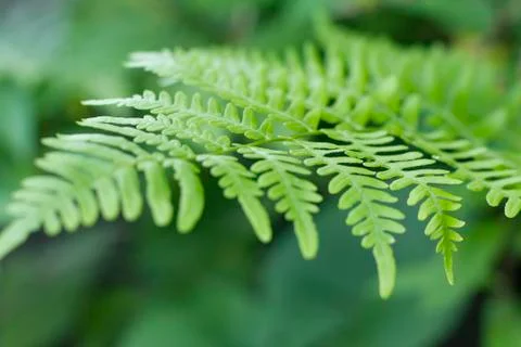 Fern Foto stock