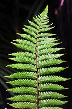 Fern Stock Photos