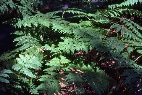 Fern Stock Photos
