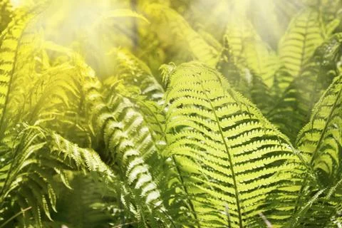 Fern Stock Photos