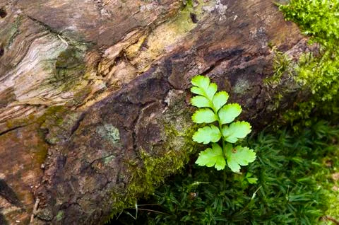 Fern Stock Photos
