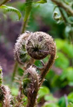 Fern Stock Photos
