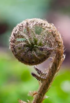 Fern Stock Photos