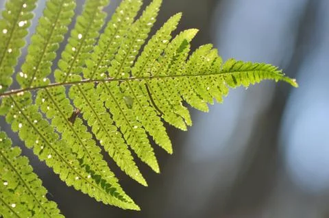 Fern Stock Photos