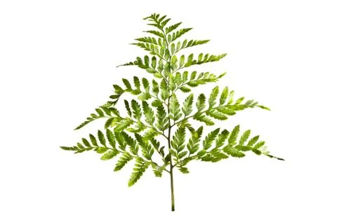 Fern Stock Photos