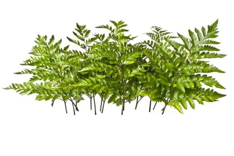 Fern Stock Photos