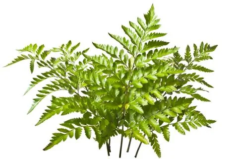 Fern Stock Photos