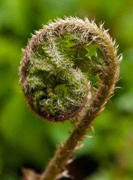 Fern Stock Photos