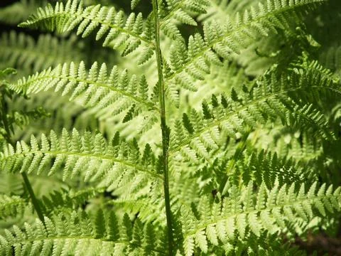Fern Stock Photos