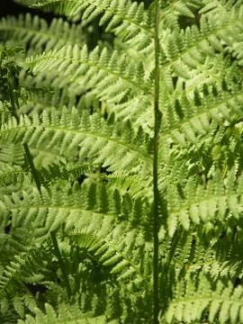 Fern Stock Photos