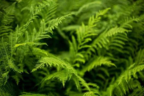 Fern Stock Photos