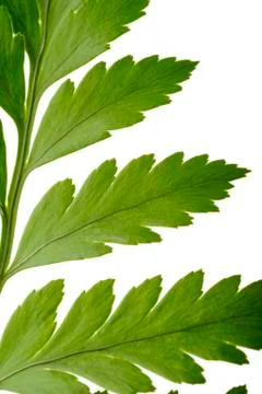 Fern Stock Photos