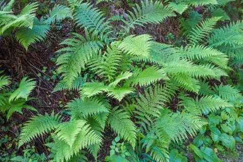 Fern Stock Photos