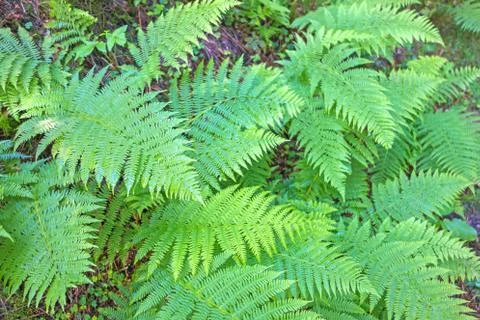 Fern Stock Photos