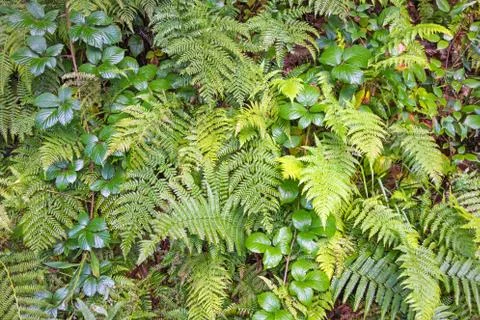 Fern Stock Photos