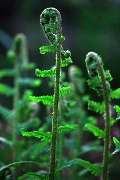 Fern Stock Photos