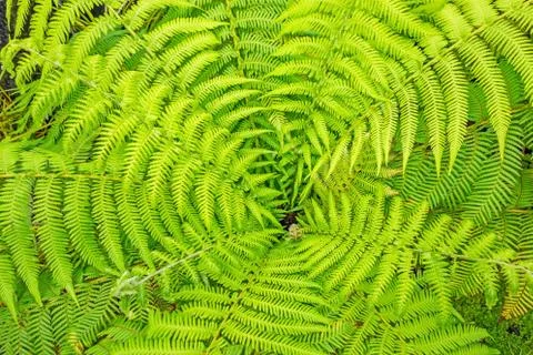 Fern Stock Photos