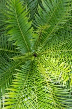 Fern Stock Photos