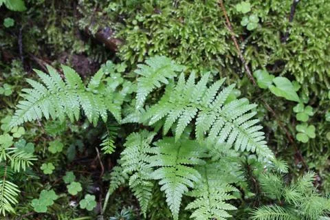 Fern Stock Photos