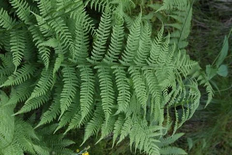 Fern Foto stock
